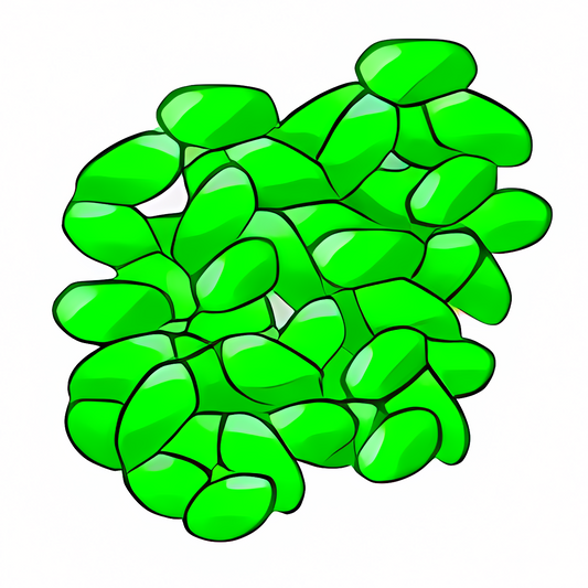 ErgyFruit Jelly Beans